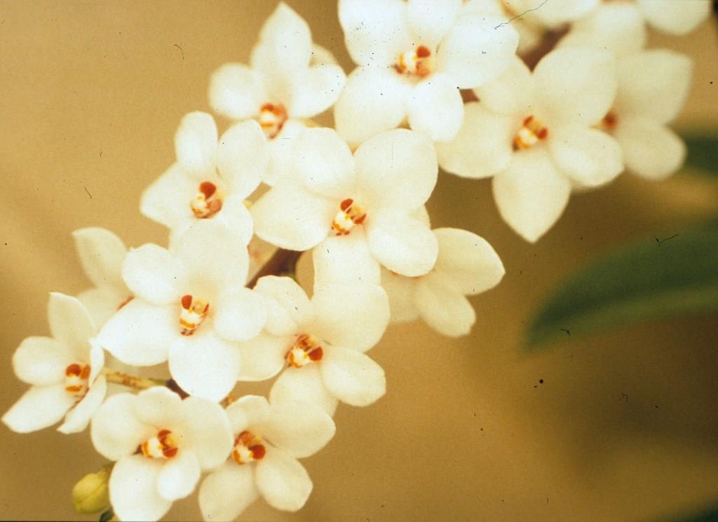 Sarcochilus hartmannii