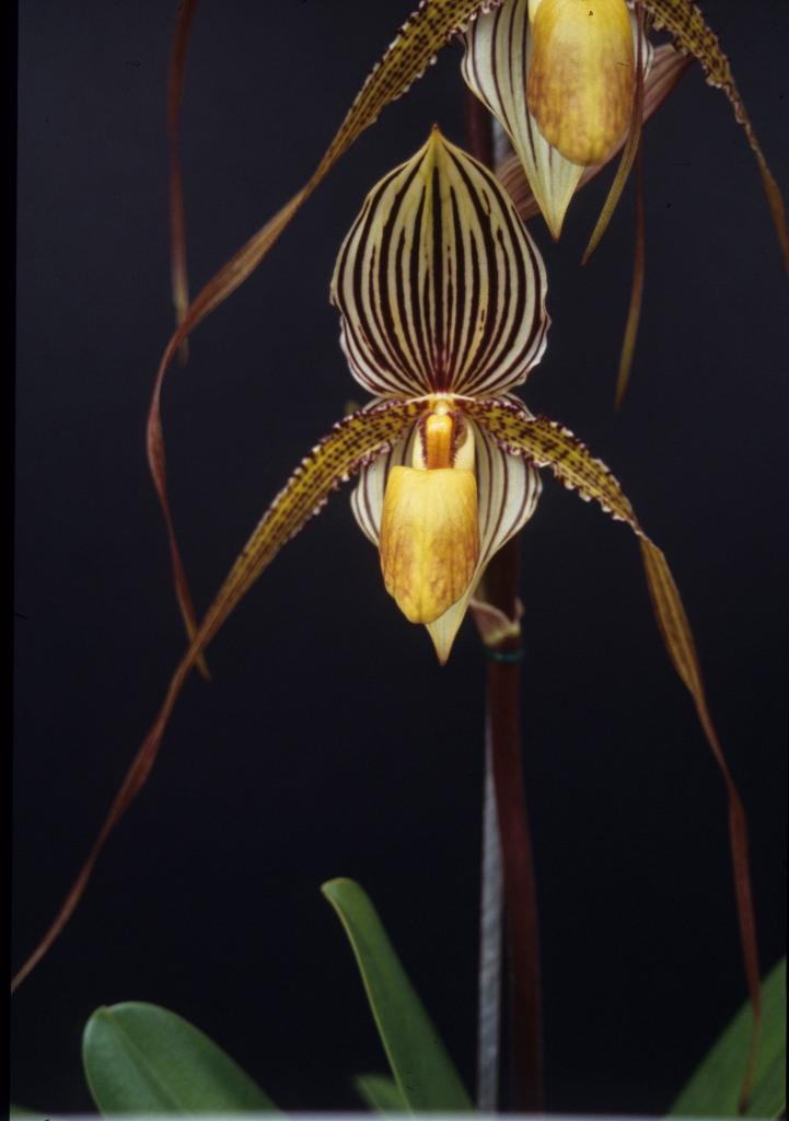 Paphiopedilum Saint Swithin - HCC/AOC