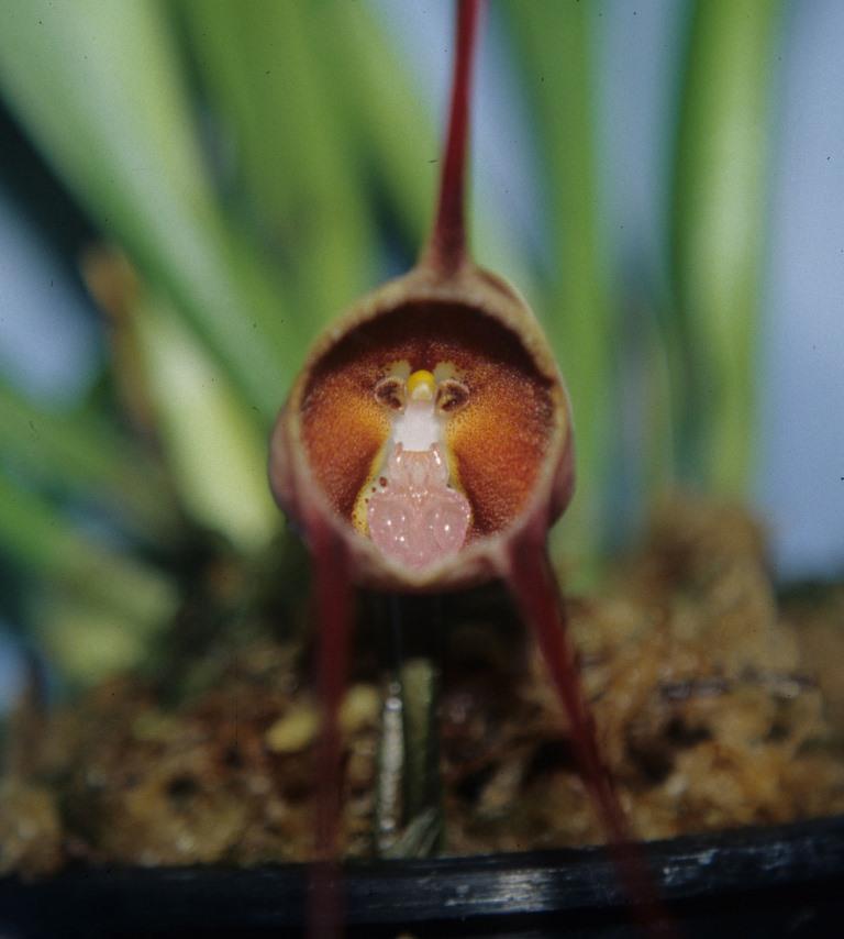 Dracula pholeodytes