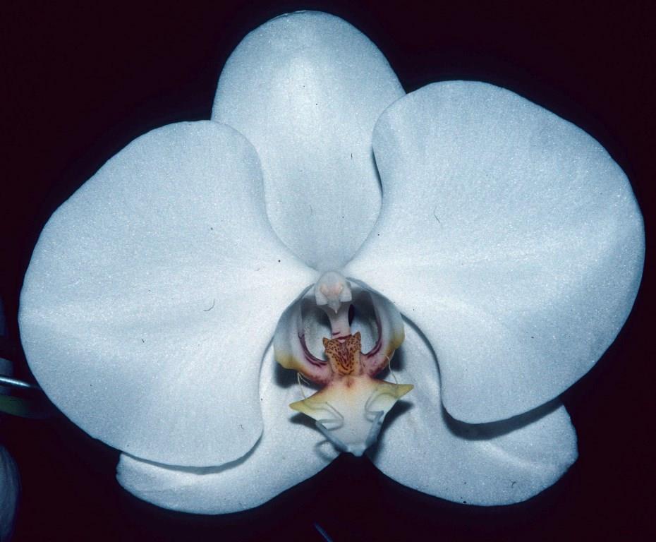 Phal Queen of Diamonds