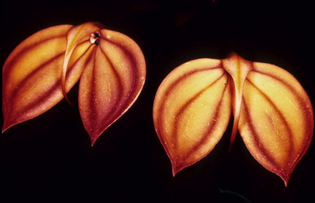 Masdevallia ignea - ACC/AOC