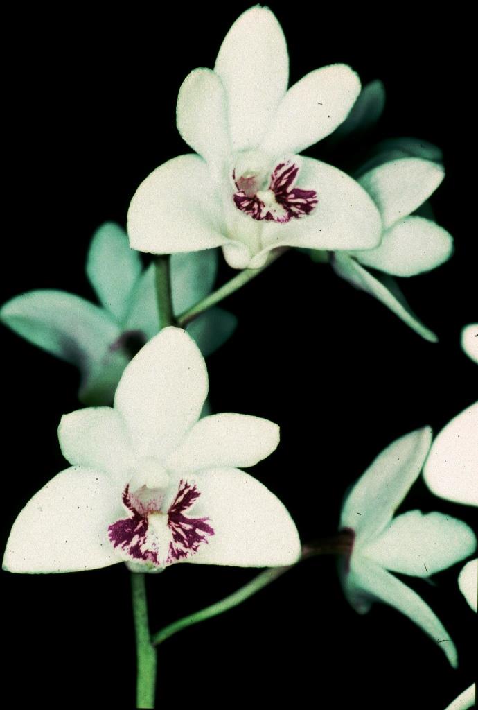 Dendrobium kingianum