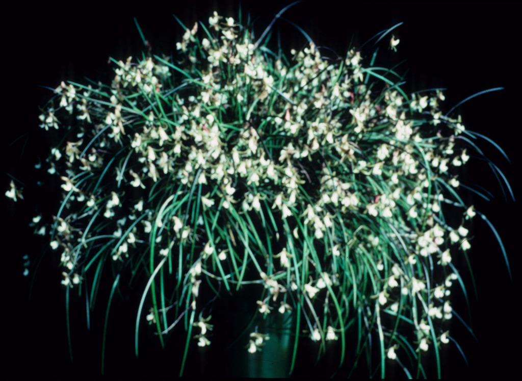 Dendrobium striolatum - ACC/AOC