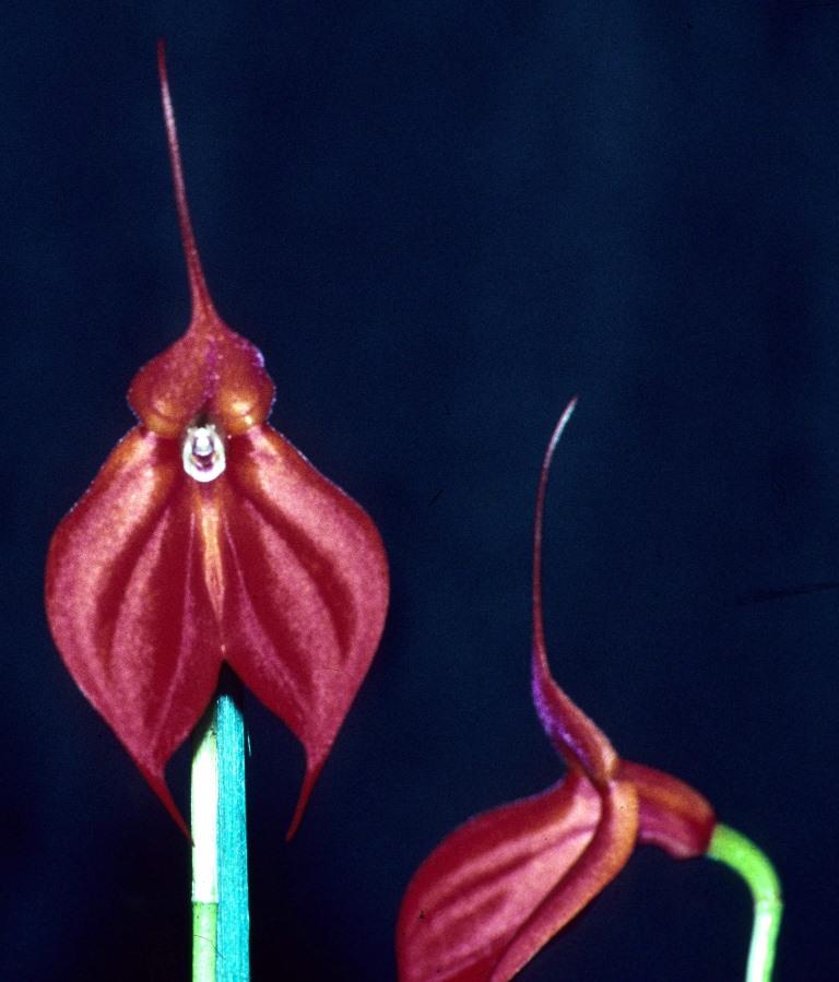 Masdevallia Patricia Hill - AM/AOC