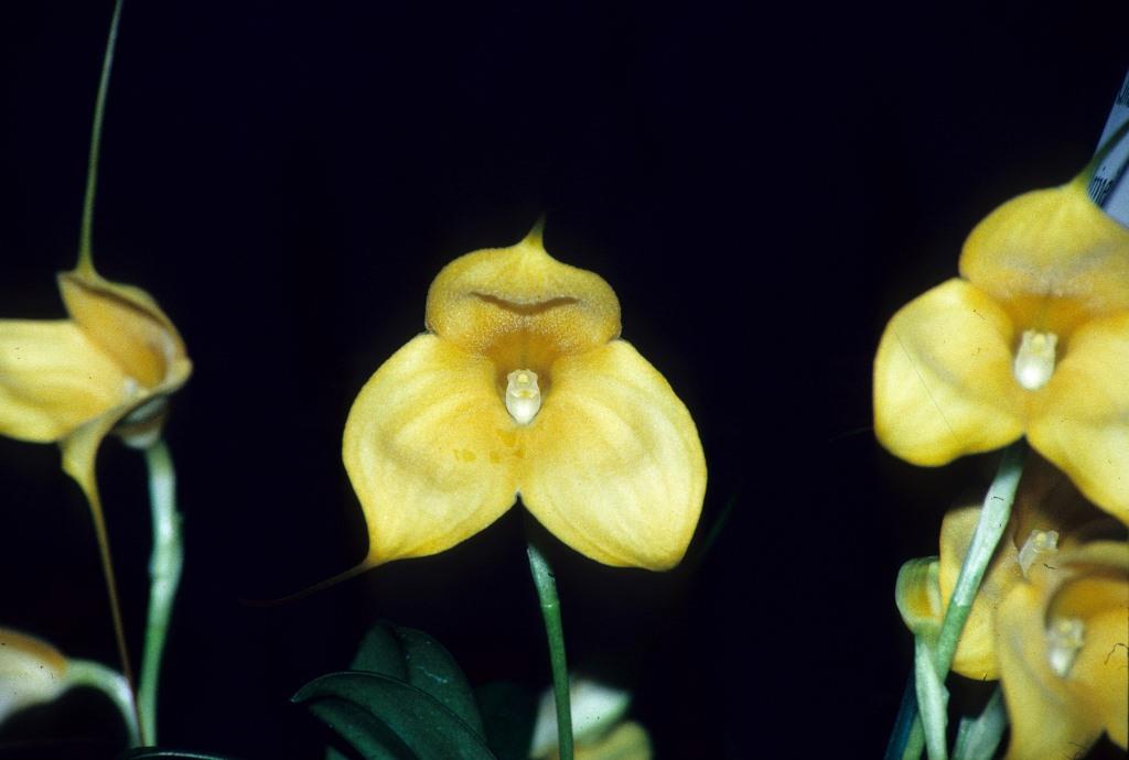 Masdevallia Kimballiana - HCC/AOC