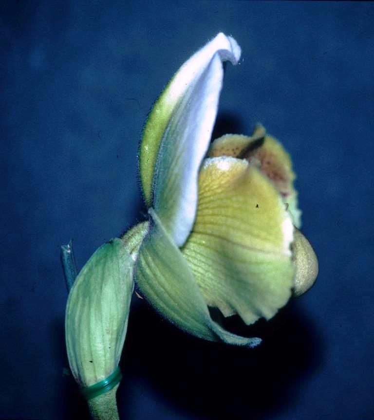 Paphiopedilum Regal World