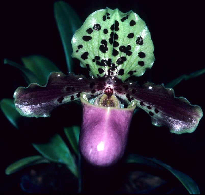 Paphiopedilum henryanum - HCC/AOC