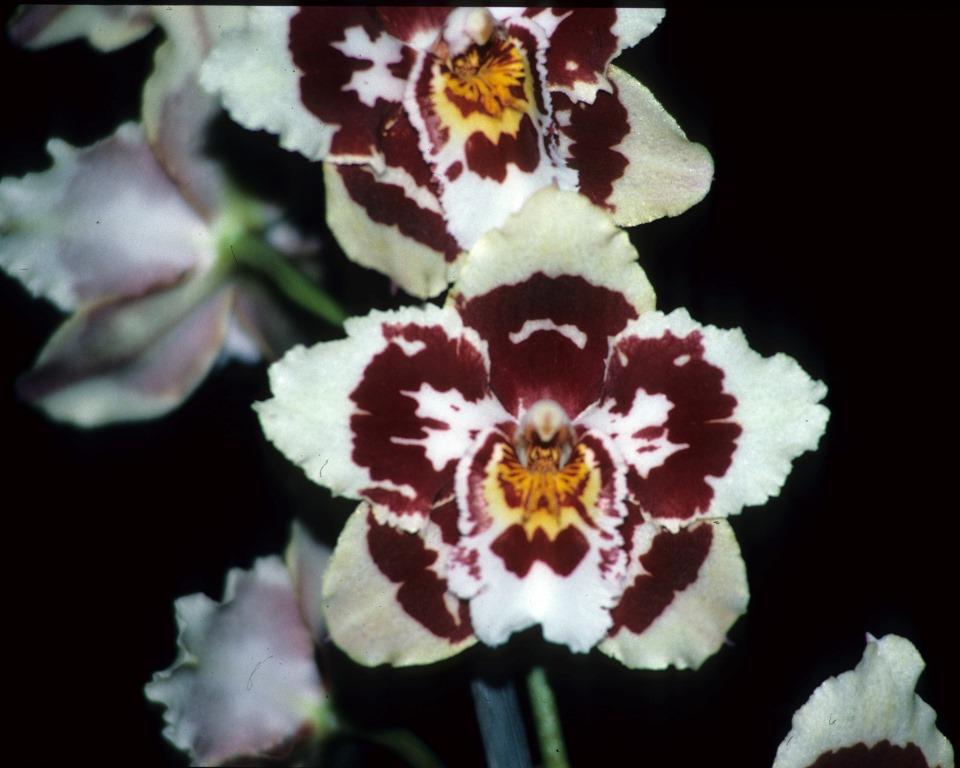 Oncidium Glyndebourne Florestan