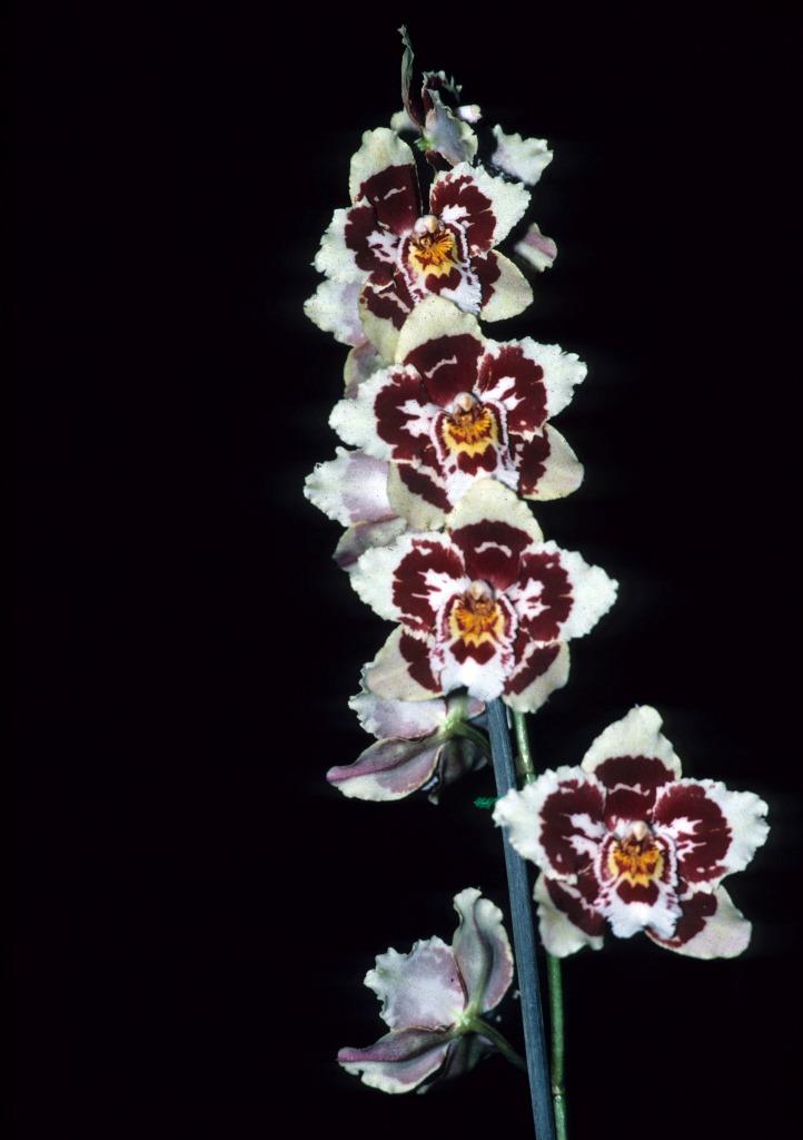 Oncidium Glyndebourne Florestan - photo 2