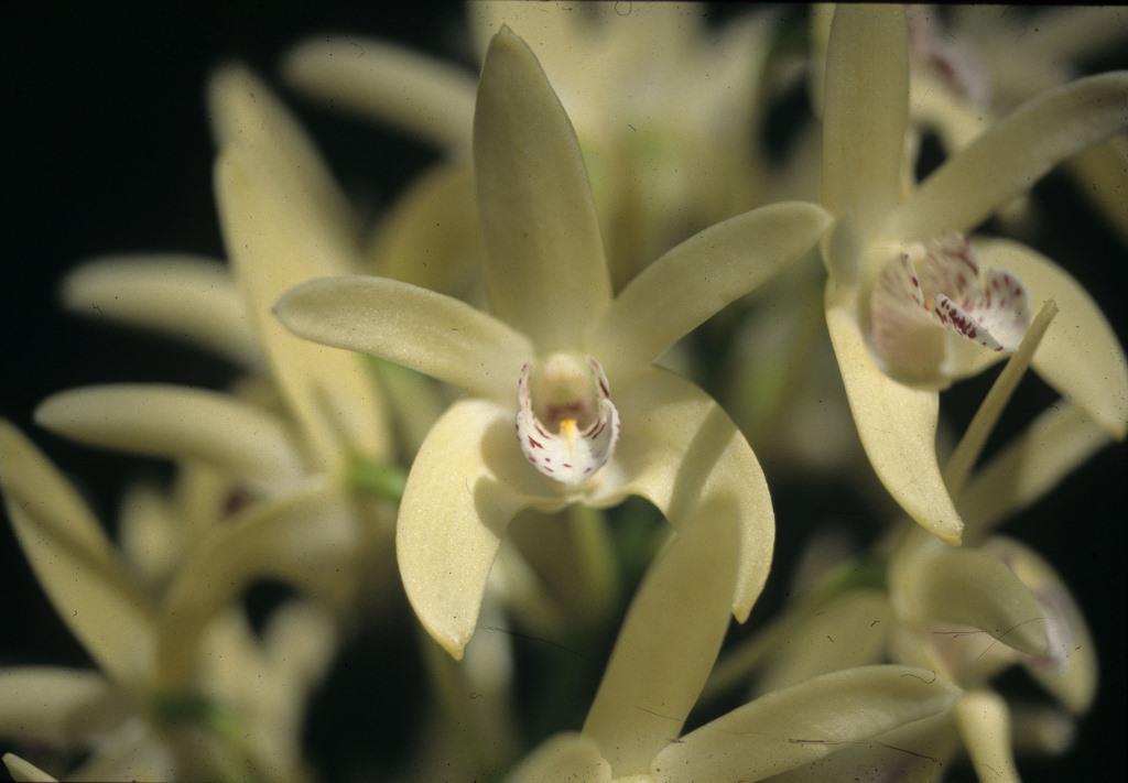 Dendrobium Kayla - AM/AOC