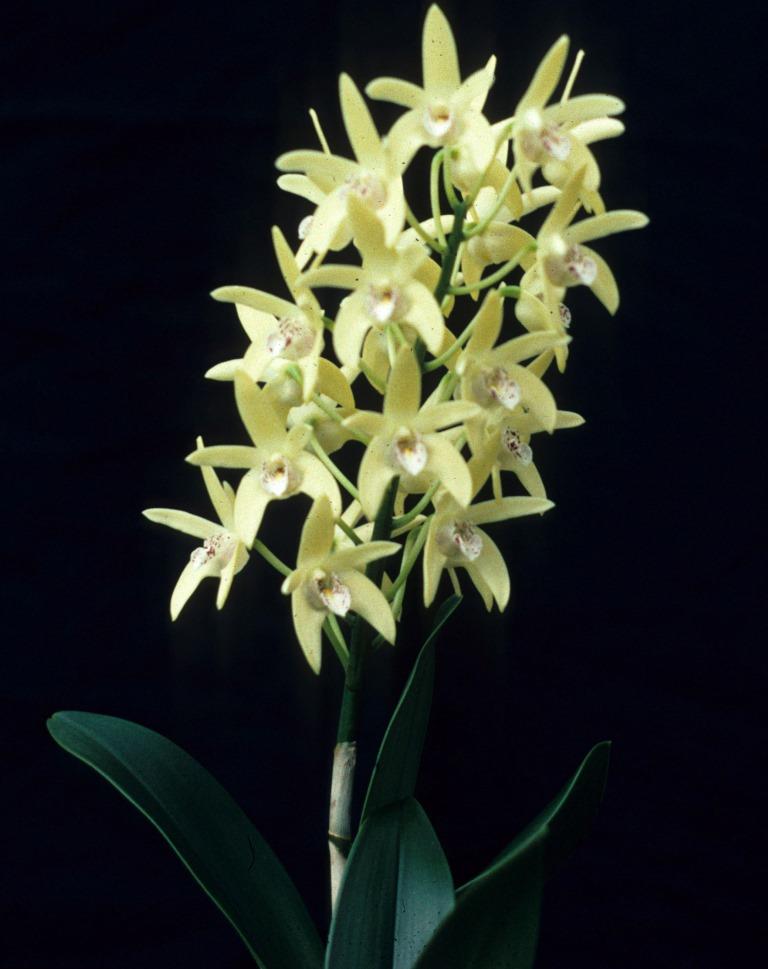 Dendrobium Kayla - photo 2