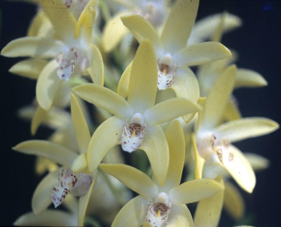 Dendrobium Kayla - HCC/AOC