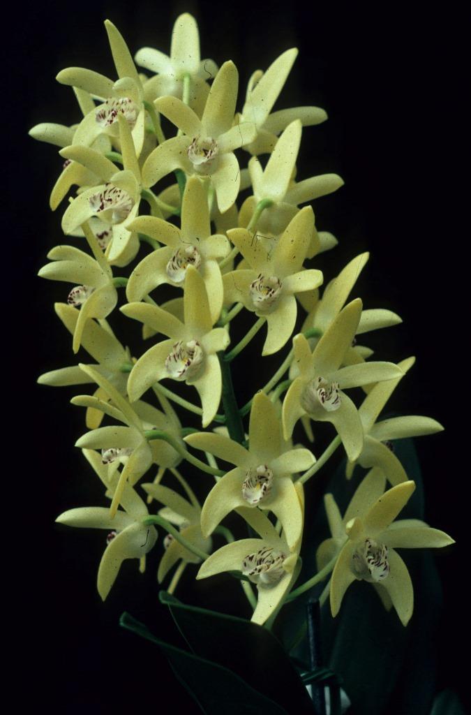 Dendrobium Kayla - photo 2
