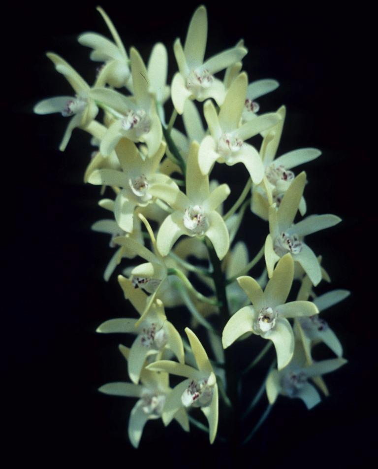 Dendrobium Kayla - HCC/AOC