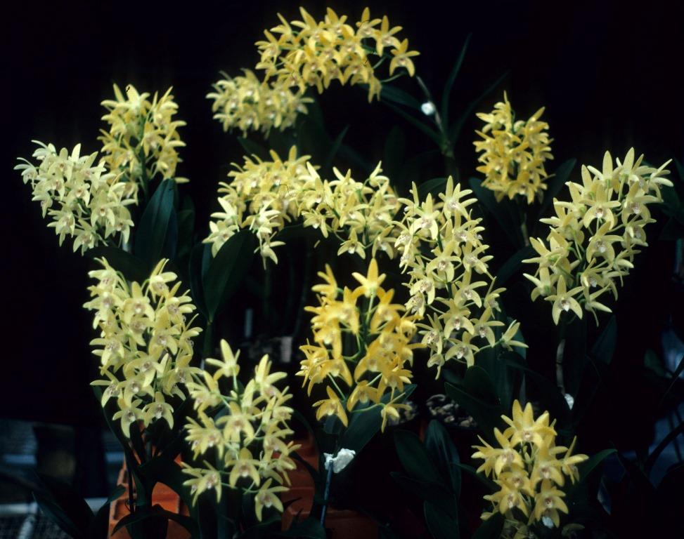 Dendrobium Kayla - ASR/AOC