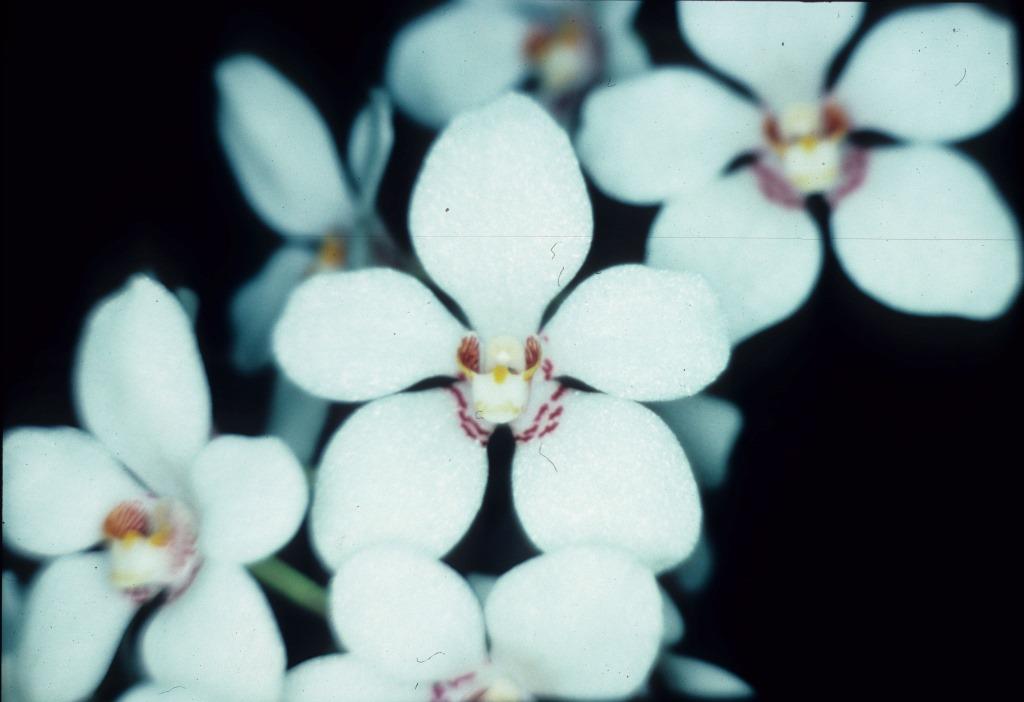 Sarcochilus Melba - HCC/AOC