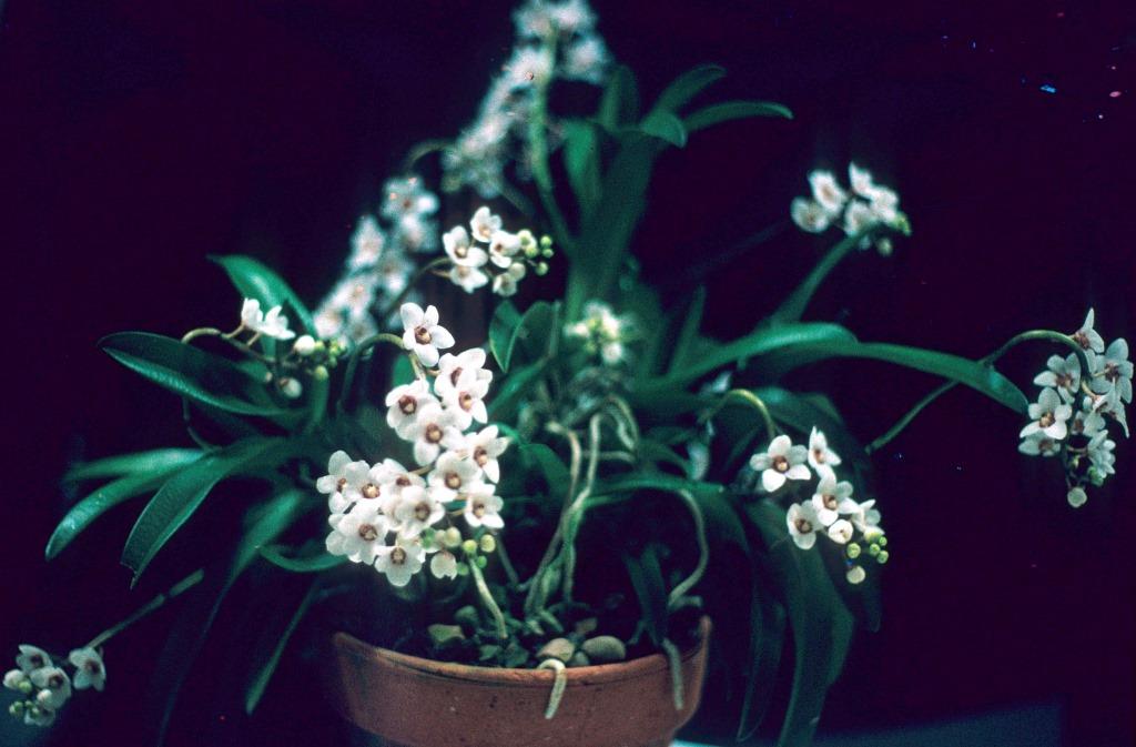 Sarcochilus Melba - photo 2