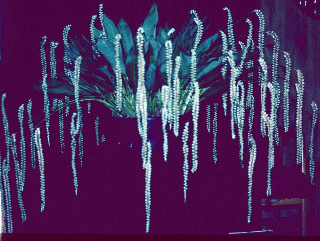 Coelogyne cobbiana - ACC/AOC