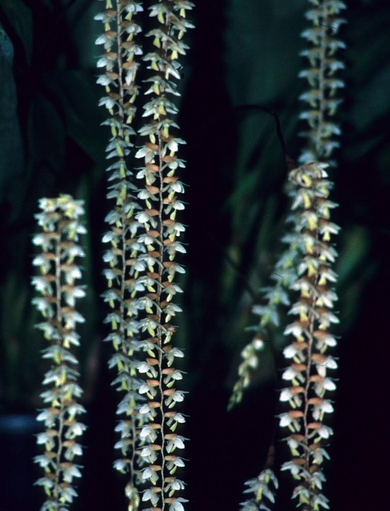 Coelogyne cobbiana - photo 2