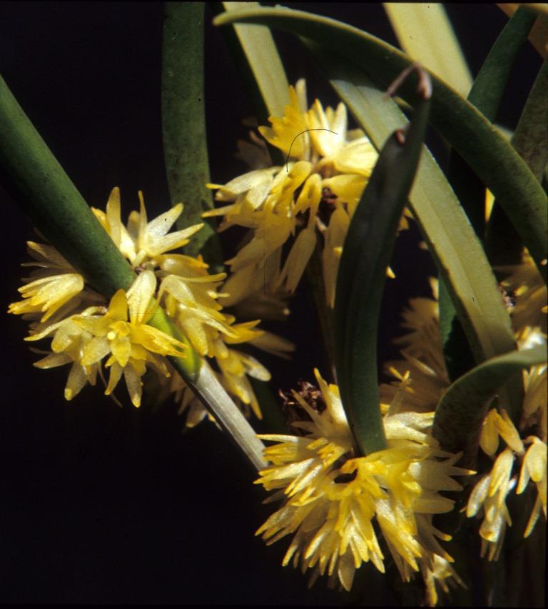 Octomeria estrellensis