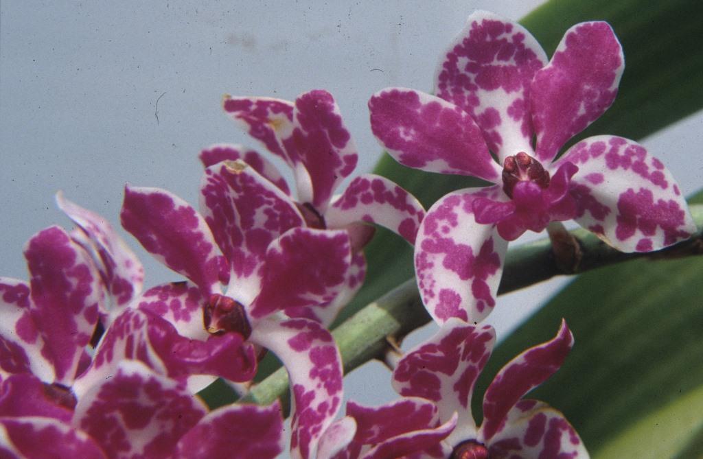 Rhynchostylis gigantea - AM/AOC