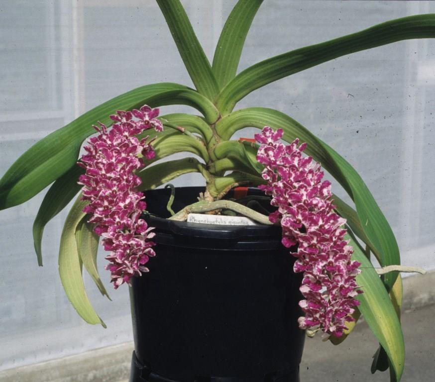 Rhynchostylis gigantea - photo 2