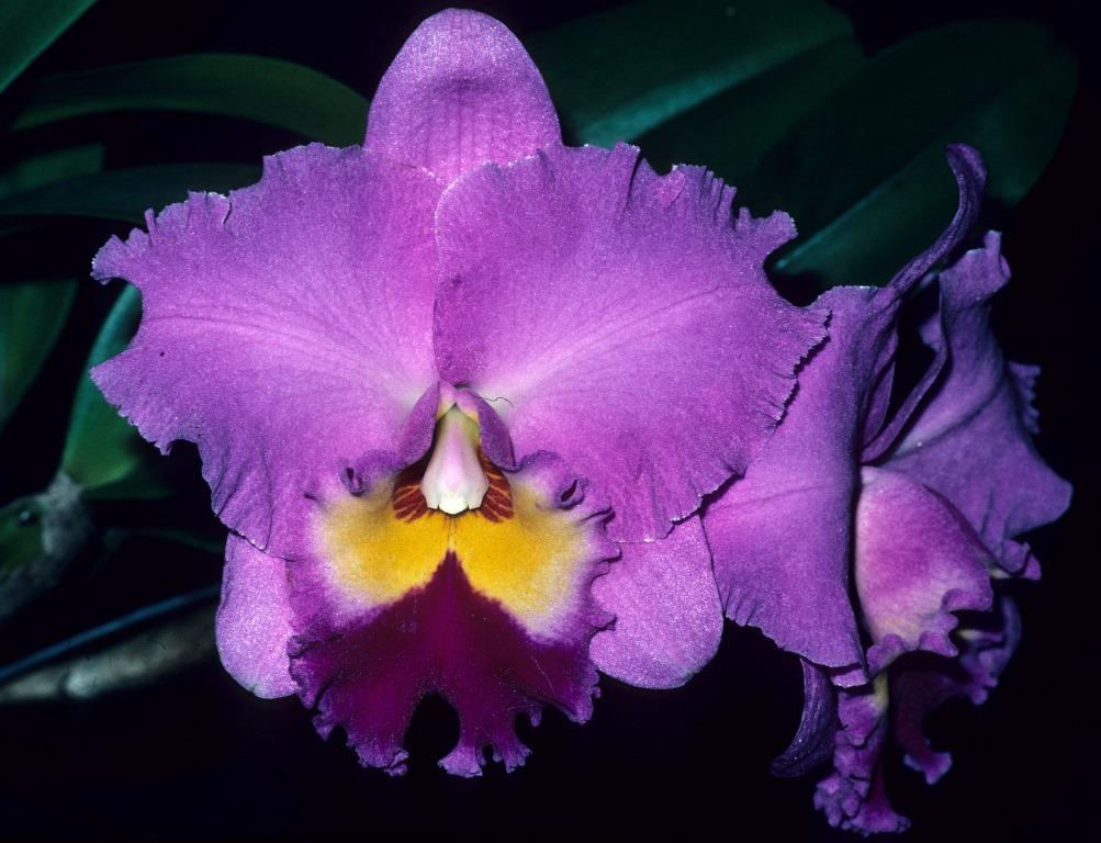 Rhyncholaeliocattleya Burdekin Bells - HCC/AOC