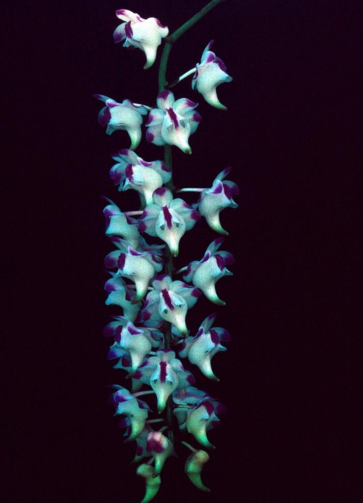 Aerides lawrenceae - HCC/AOC