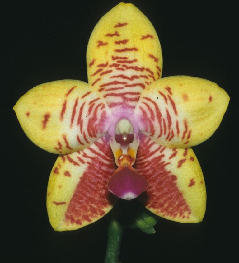 Phalaenopsis Bonnie Vasquez