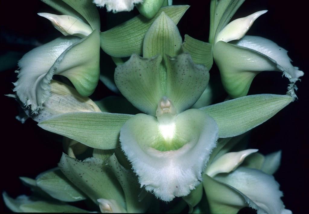 Catasetum Raymond Lerner