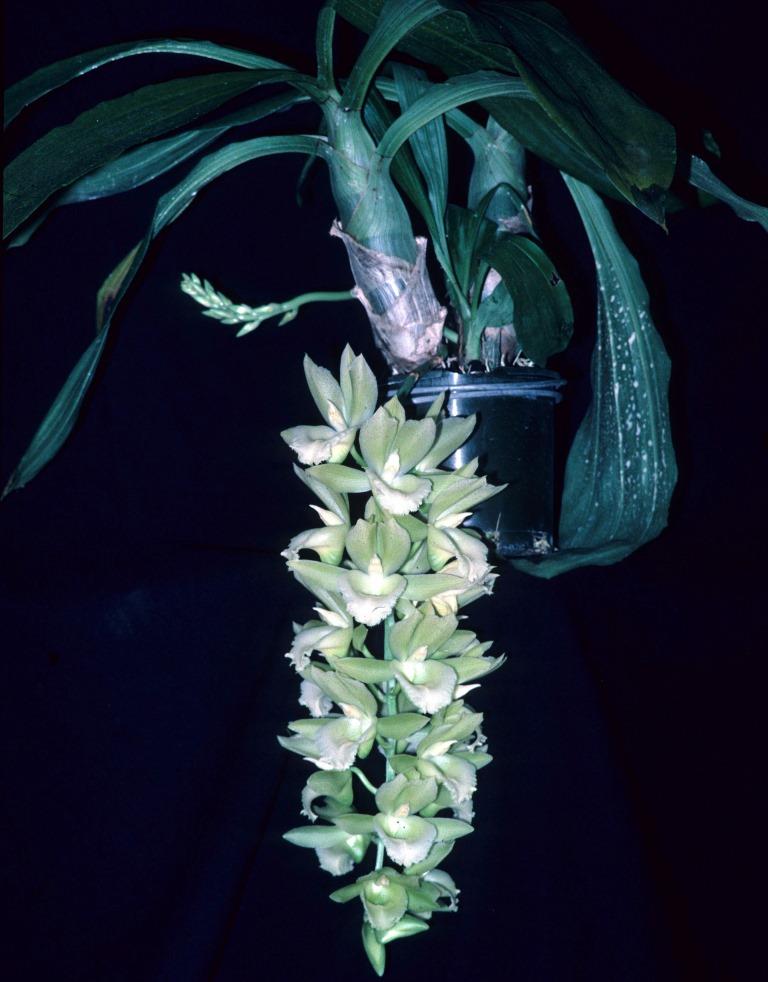 Catasetum Raymond Lerner - photo 2
