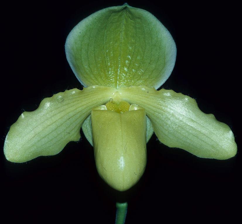 Paph Gladstone