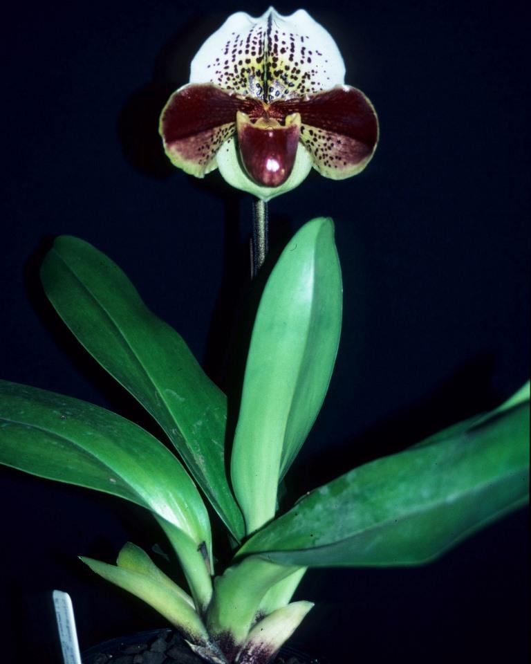 Paphiopedilum Pathfinder Celebrity - photo 2