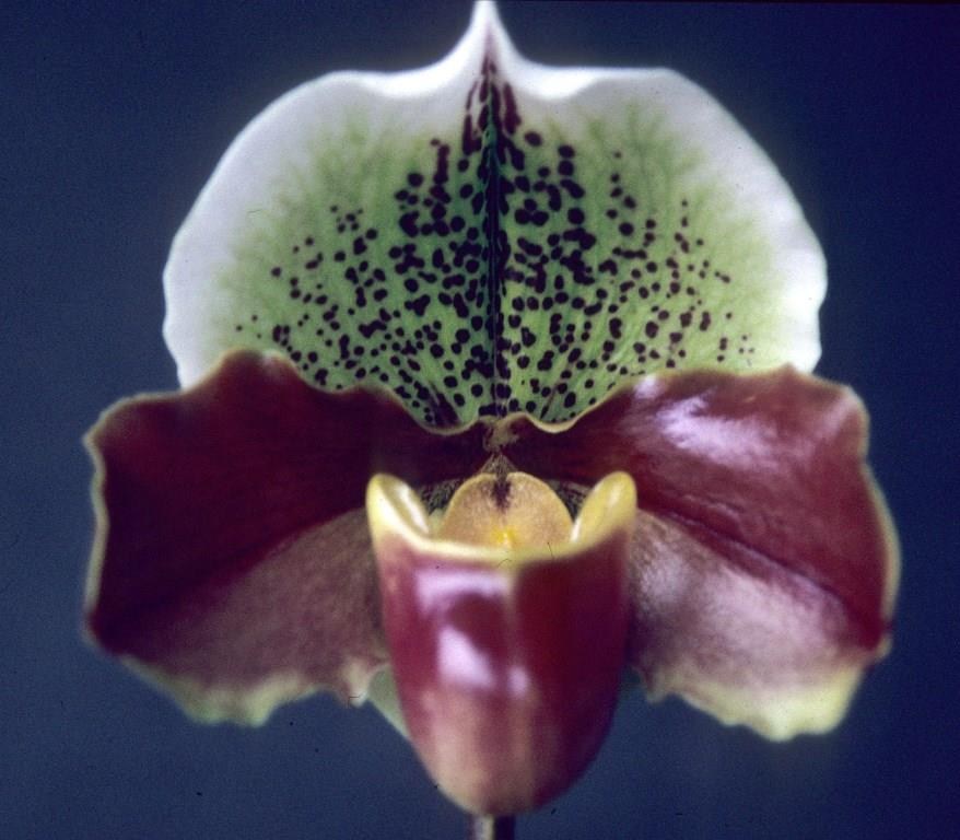 Paph Pathfinder World