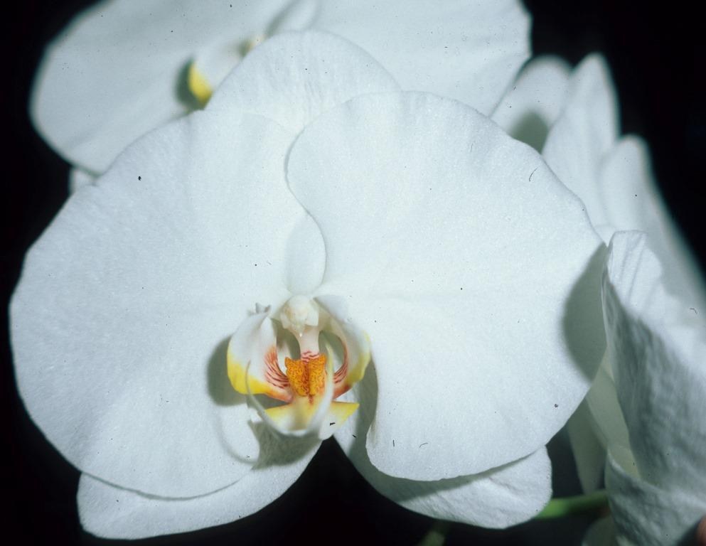 Phal White Castle