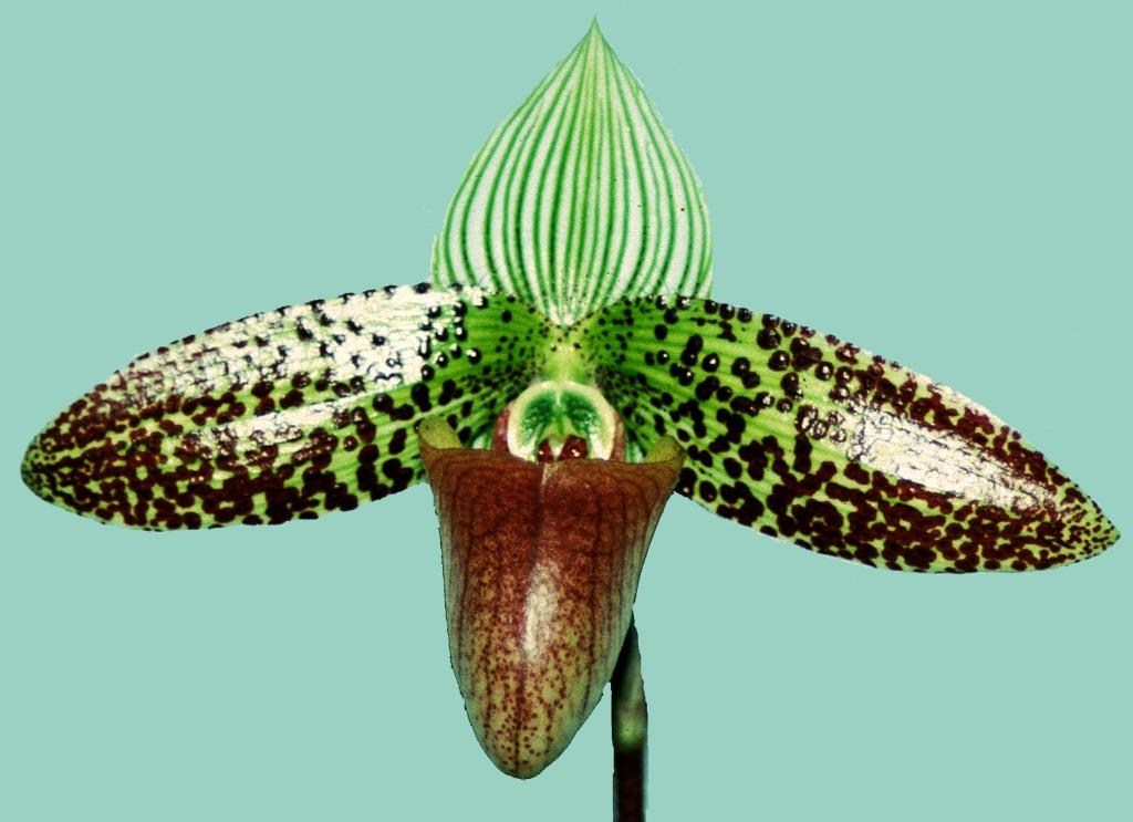 Paphiopedilum sukhakulii