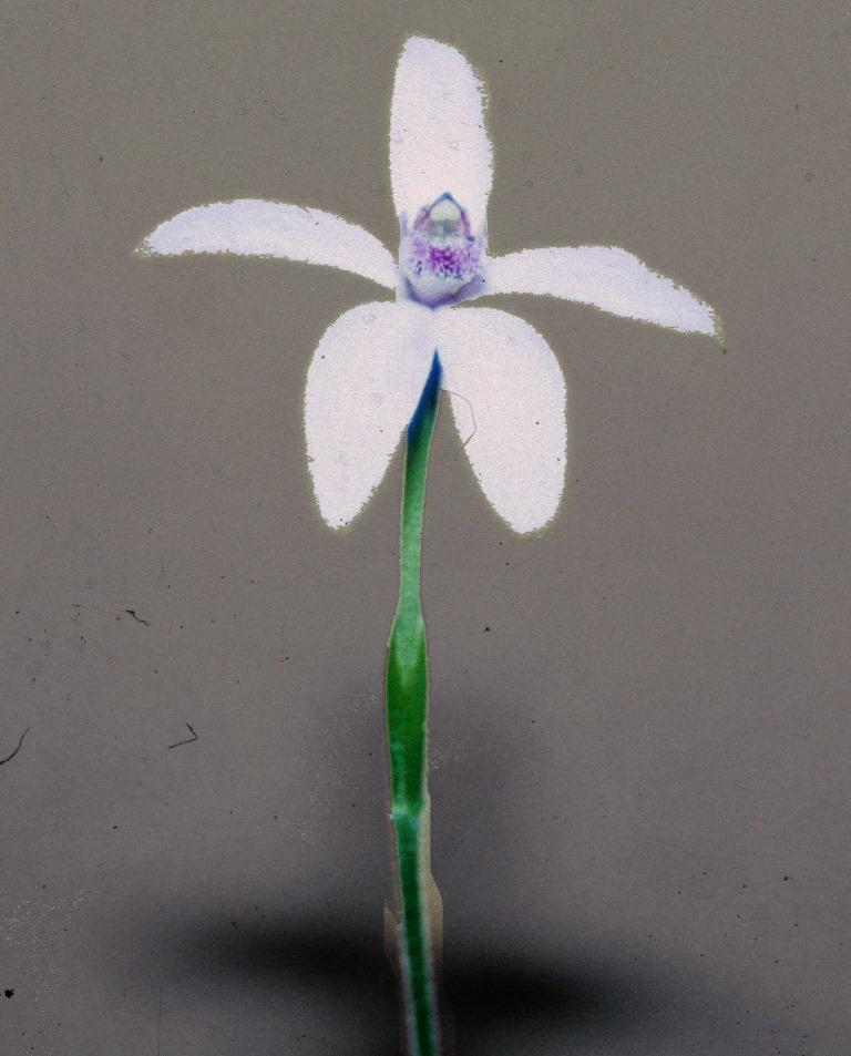 Pheladenia deformis
