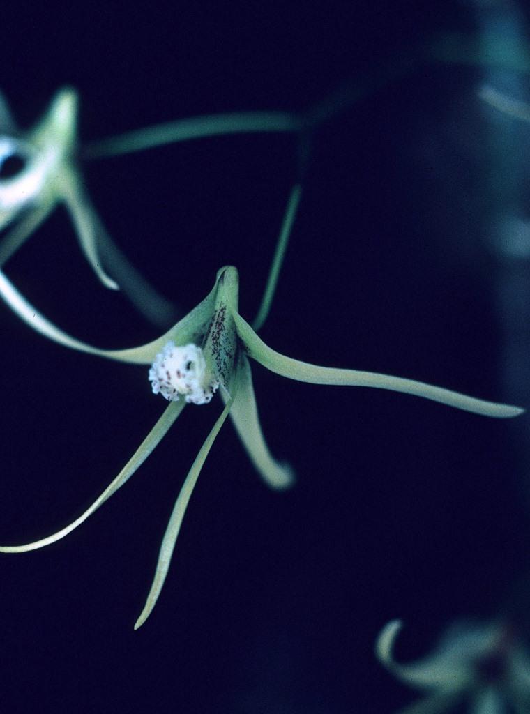 Dendrobium teretifolium