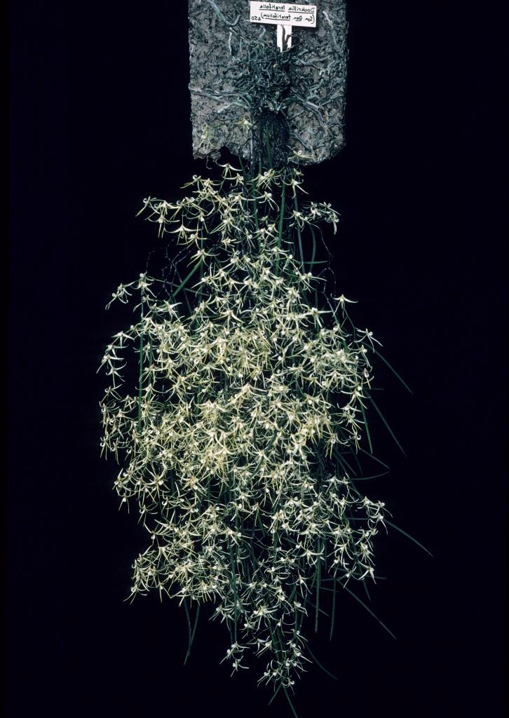 Dendrobium teretifolium var. fasciculatum - photo 2