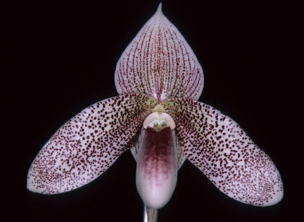 Paphiopedilum Evelyn Rollke