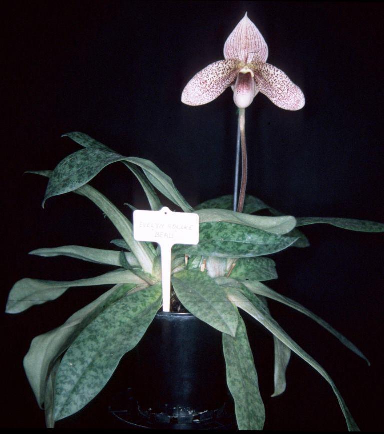 Paphiopedilum Evelyn Rollke - photo 2