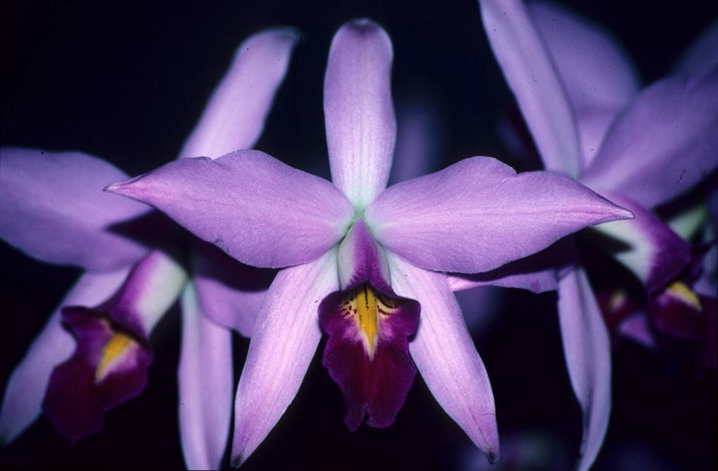 Laelia anceps subsp. anceps - ACC/AOC