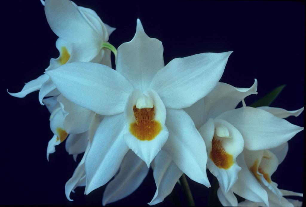 Coelogyne mooreana