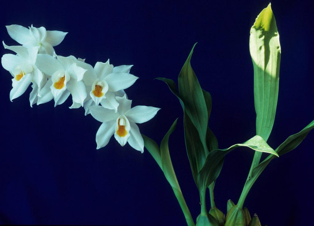 Coelogyne mooreana - photo 2