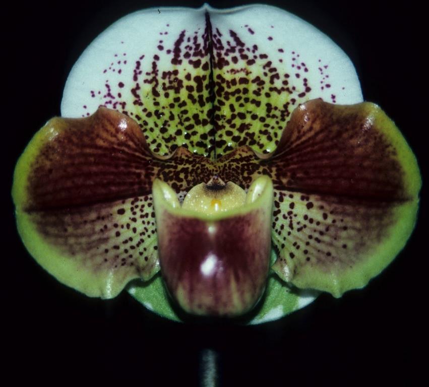 Paphiopedilum Global Harmony - AM/AOC