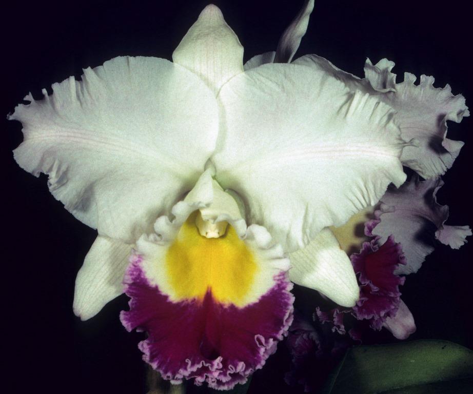 Rhyncholaeliocattleya Burbank Mount Horace