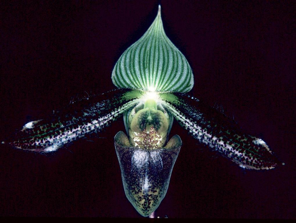 Paphiopedilum wardii - HCC/AOC