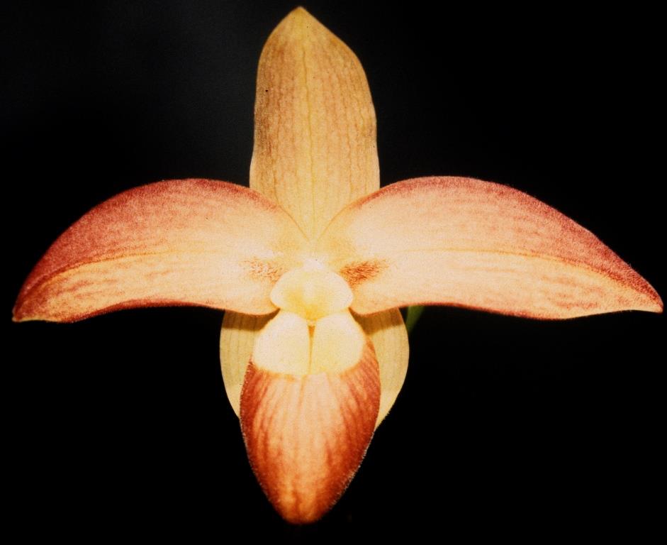 Phragmipedium Don Wimber - AM/AOC