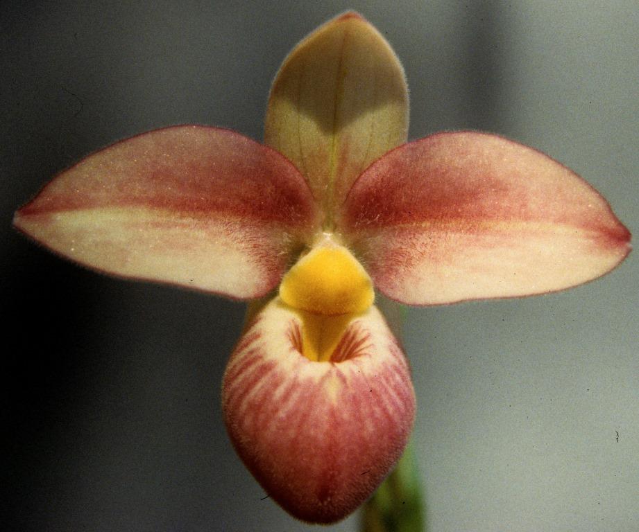 Phragmipedium Hanne Popow - HCC/AOC