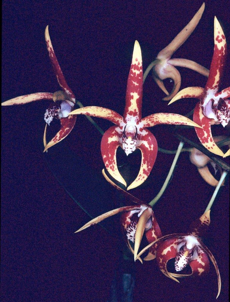 Dendrobium Avril's Gold - HCC/AOC